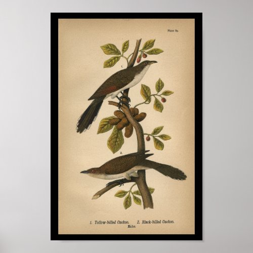 1890 Bird Print Yellow_billed Cuckoo