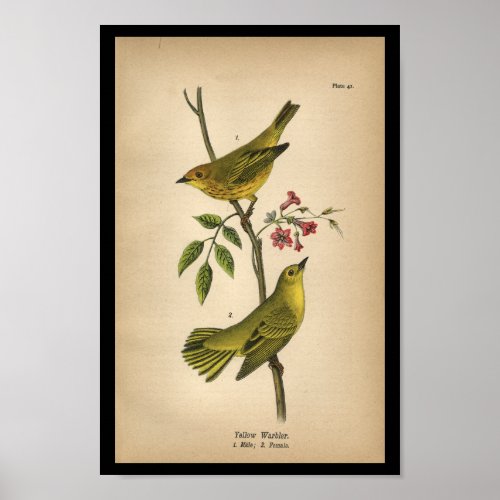 1890 Bird Print Yellow Warbler