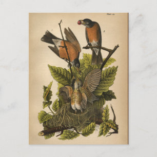 1890 Bird Robin Postcard
