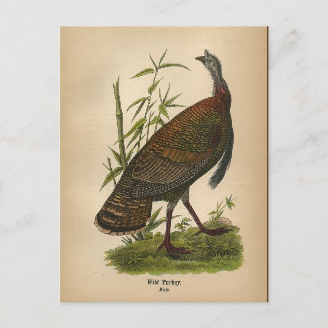 1890 Bird Wild Turkey Postcard (Front)