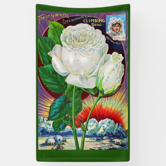 1890s rose catalog illustration White Rose Banner (Vertical)