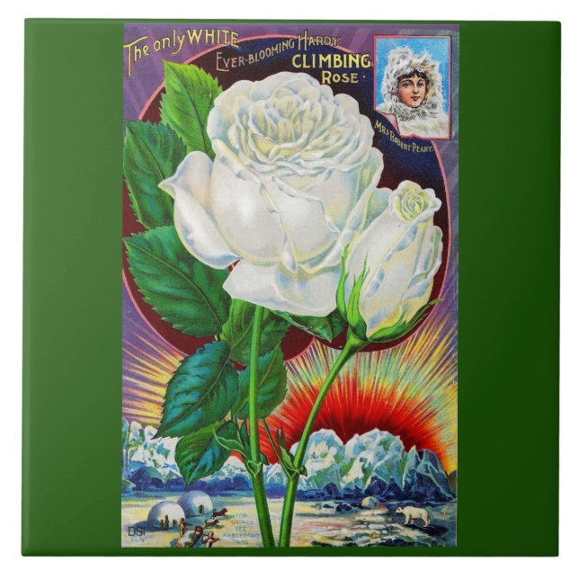 1890s rose catalog illustration White Rose Ceramic Tile (Front)
