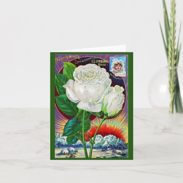 1890s rose catalog illustration White Rose Note Card (Front)