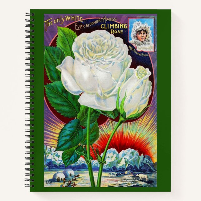 1890s rose catalog illustration White Rose Notebook (Front)