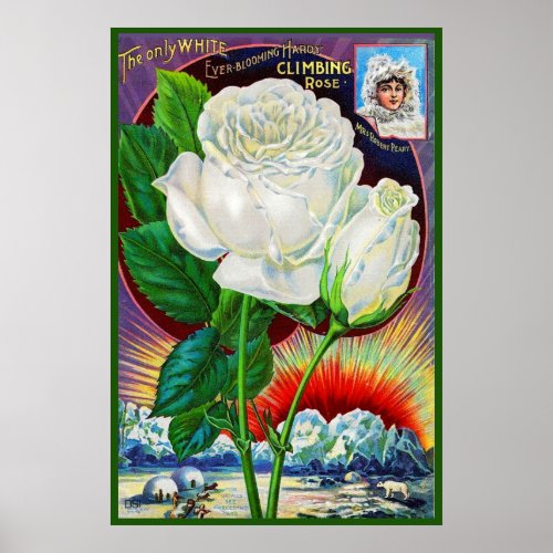 1890s rose catalog illustration White Rose Poster