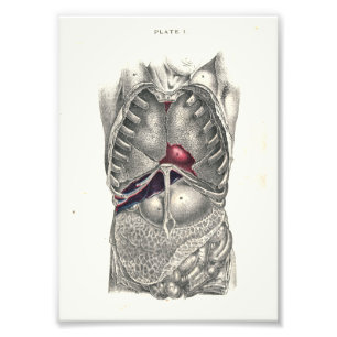 1895 Human Anatomy Print Abdomen