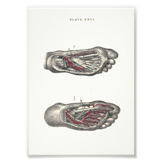 1895 Human Anatomy Print Foot Photograph