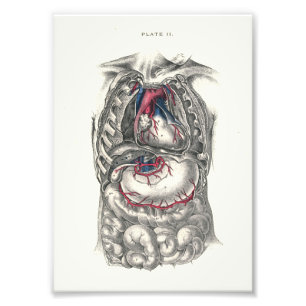 1895 Human Anatomy Print Heart