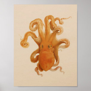 1896 Vintage Color Octopus Art Print