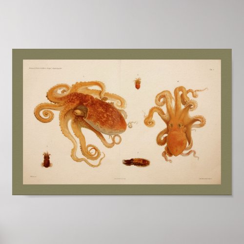 1896 Vintage Color Octopus Art Print
