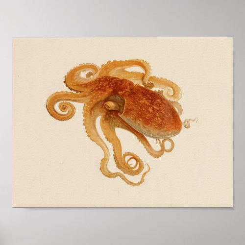 1896 Vintage Color Octopus Art Print