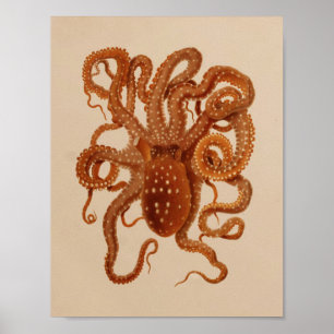 1896 Vintage Color Octopus Art Print