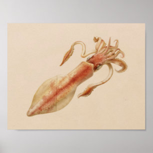 1896 Vintage Color Squid Art Print
