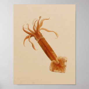 1896 Vintage Color Squid Art Print