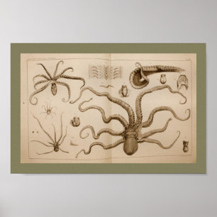 1896 Vintage Octopus Anatomy Art Print