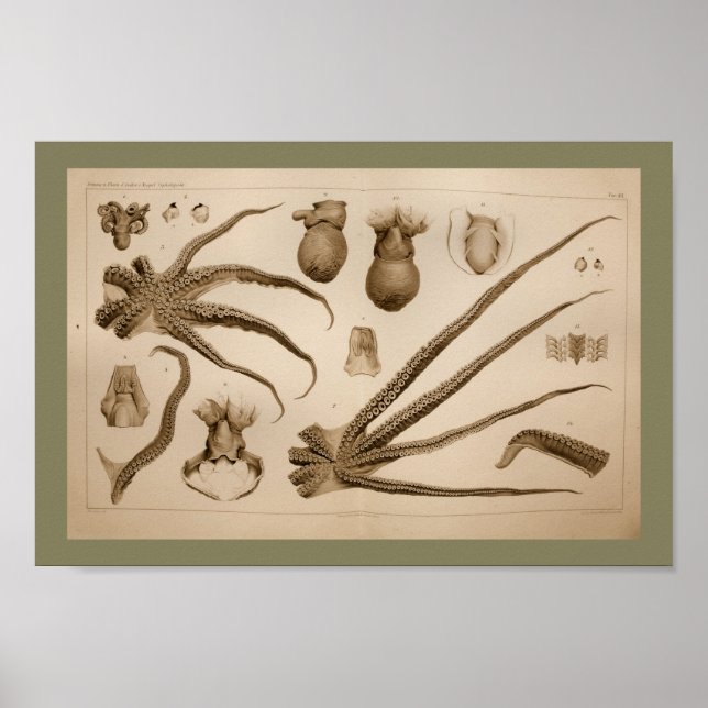 1896 Vintage Octopus Anatomy Art Print (Front)