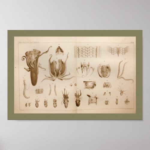 1896 Vintage Octopus Anatomy Art Print