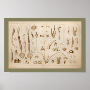 1896 Vintage Squid Anatomy Art Print