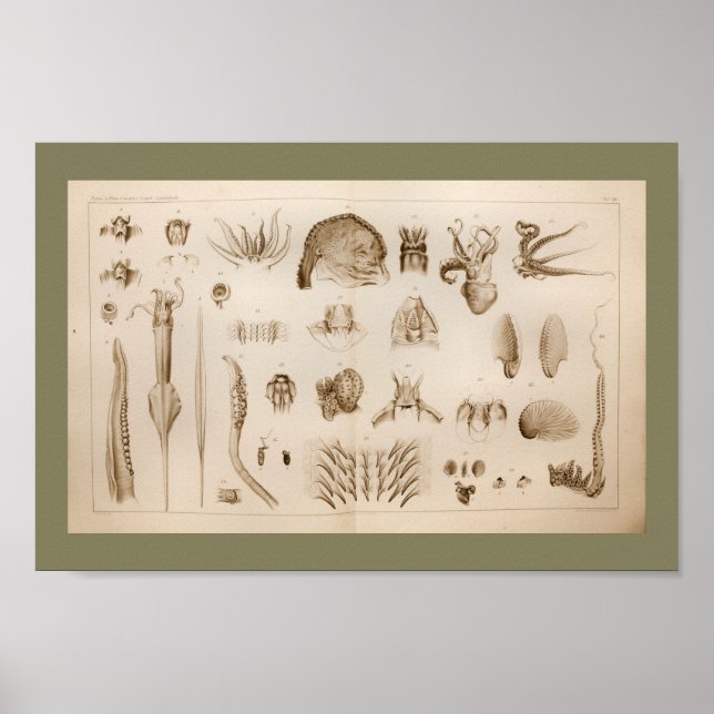 1896 Vintage Squid Octopus Anatomy Art Print (Front)