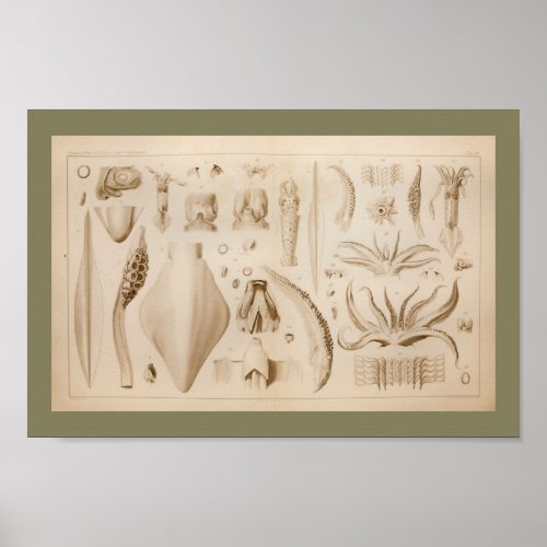 1896 Vintage Squid Octopus Anatomy Art Print