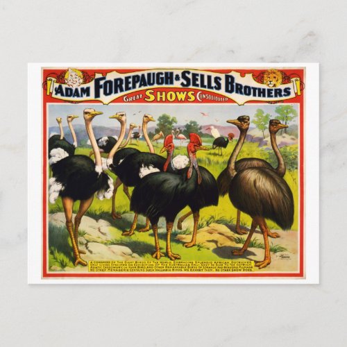 1898 ostrich circus vintage poster postcard