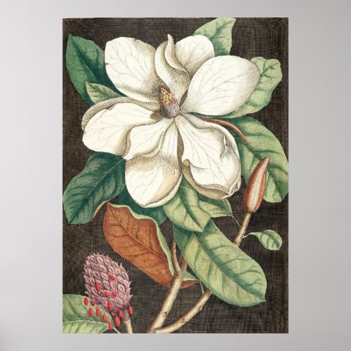 18TH CENTURY MAGNOLIA BLOSSOM DECOUPAGE PRINT