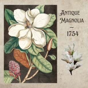 Magnolia Flower Craft Tissue Paper