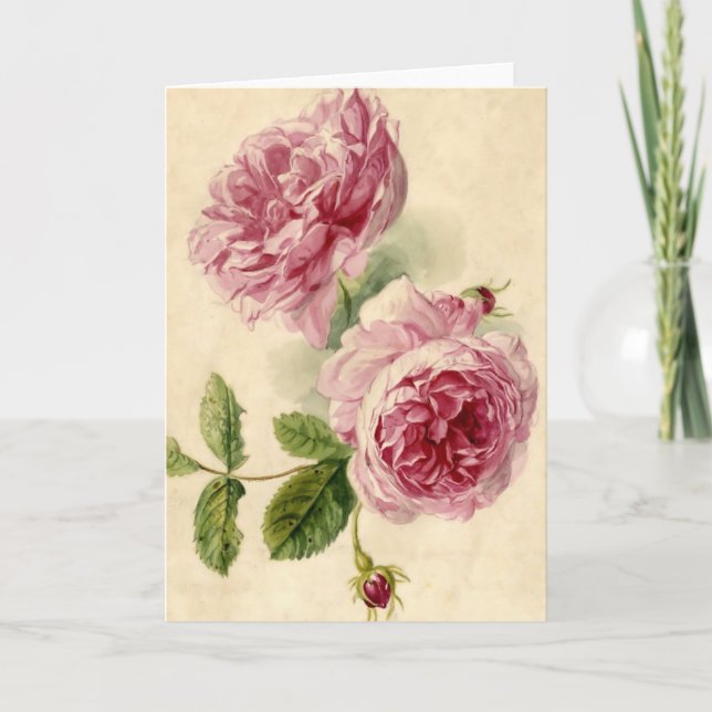 18th Century Pink Rose Study Card (Front)