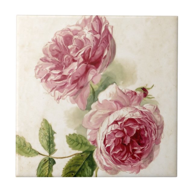 18th Century Pink Rose Study Ceramic Tile (Front)