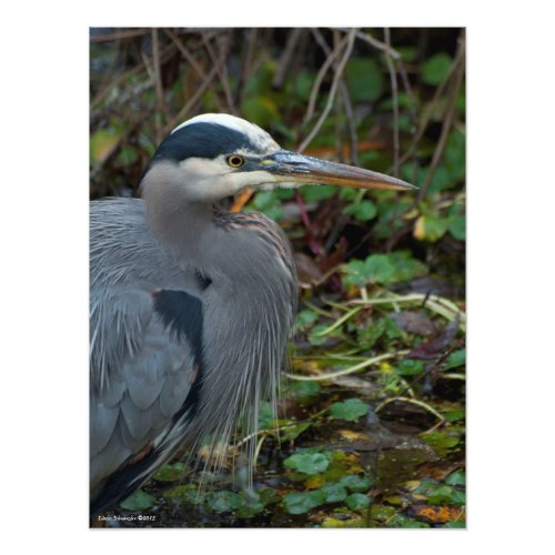 18X24 Great Blue Heron Photo Print