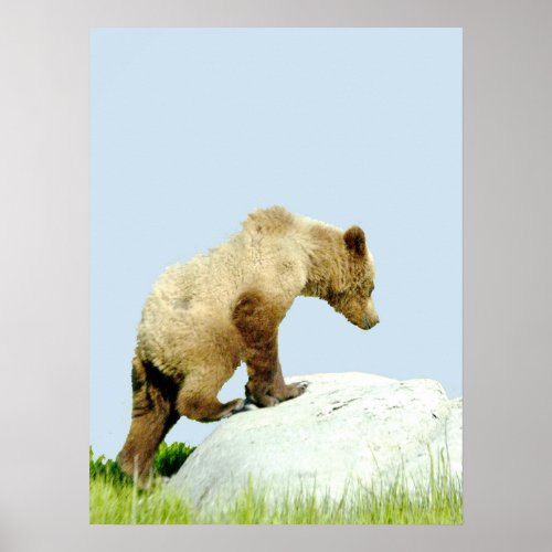 18x24 Poster Paper Matte of grizzly bear cub