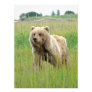 18x24 Satin photo of grizzly bear