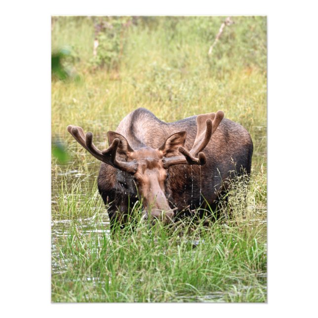 18x24 Satin photo of moose Print (Front)