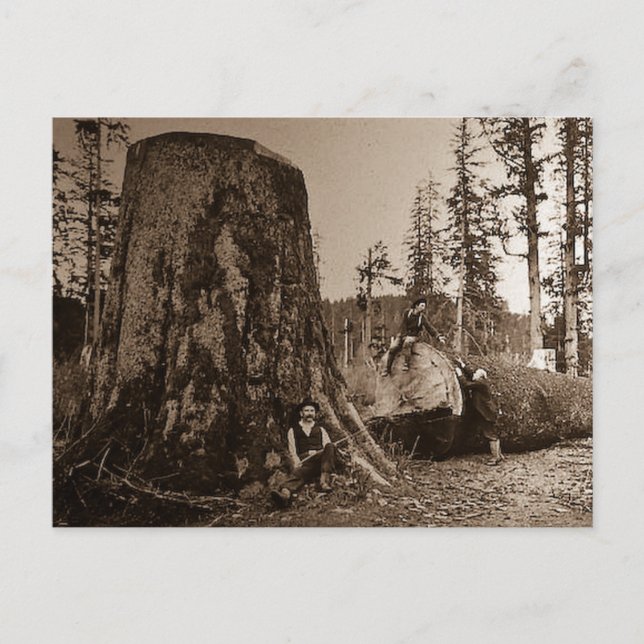 1903 Vintage Lumberjacks Magic Lantern Slide Postcard (Front)