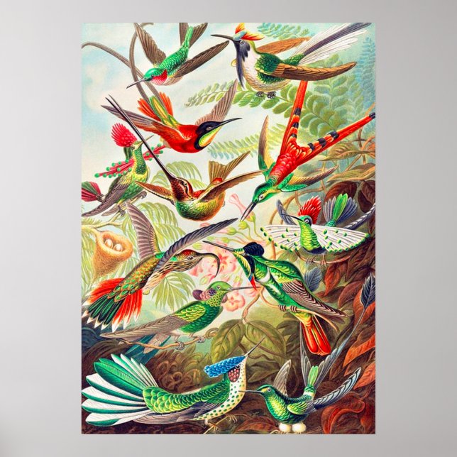 1904 hummingbirds print (Front)