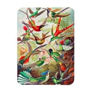 1904 hummingbirds print magnet