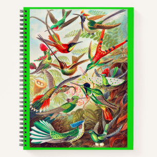 1904 hummingbirds print notebook