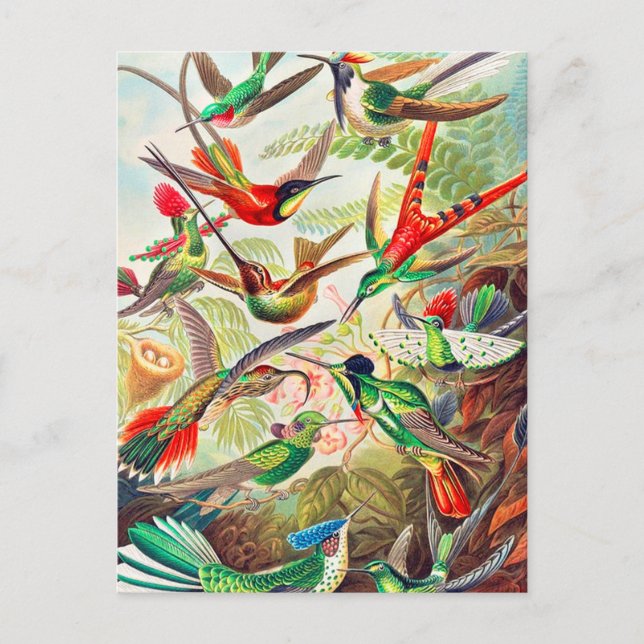 1904 hummingbirds print postcard (Front)