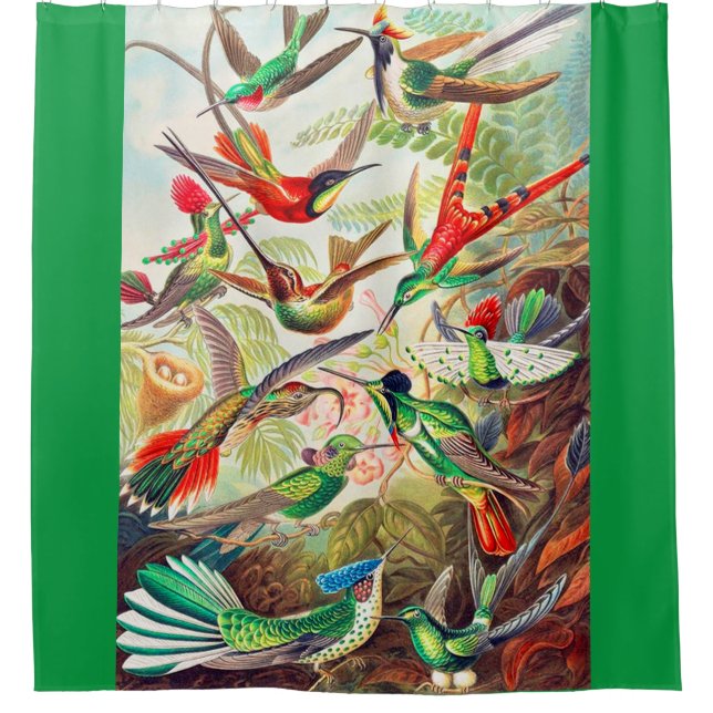 1904 hummingbirds print shower curtain (Front)