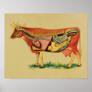 1905 Cow Anatomy Vintage Print