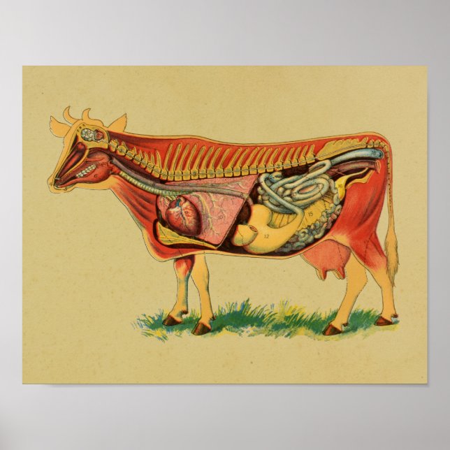 1905 Cow Anatomy Vintage Print (Front)