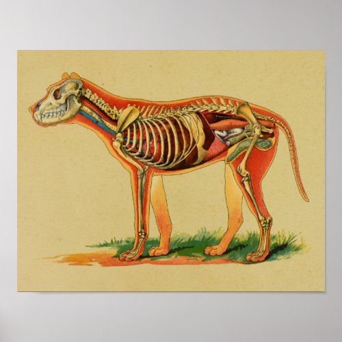 1905 Dog Canine Anatomy Vintage Print