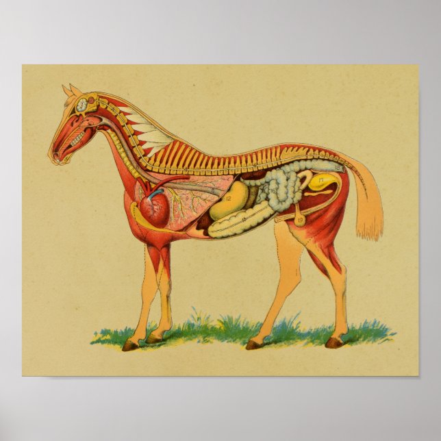 1905 Horse Anatomy Vintage Print (Front)