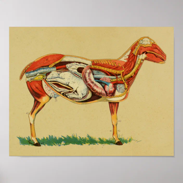 1905 Sheep Anatomy with Lamb Vintage Print | Zazzle.com
