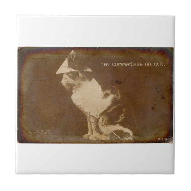 1906 The Commanding Officer dressed cat RPPC Tile (Front)