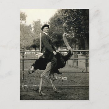 1910 Ostrich Riding Postcard by historicimage at Zazzle