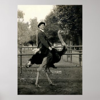 1910 Ostrich Riding Poster by historicimage at Zazzle
