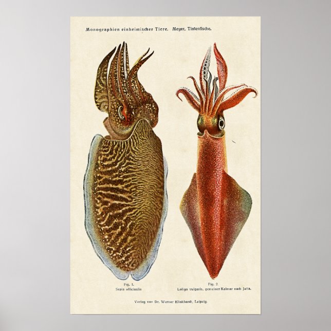 1913 Sepia und Octopus Poster (Front)
