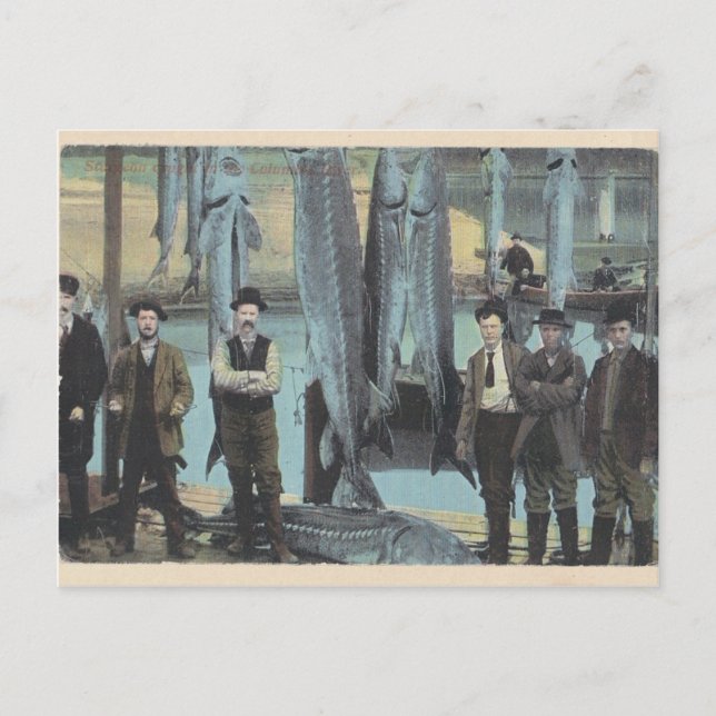 1914 Sturgeon Postcard - Sturgeon Catch (Front)