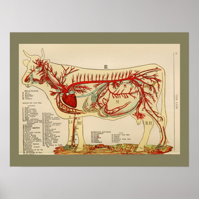 1917 Vintage Cow Artery Anatomy Chart (Front)